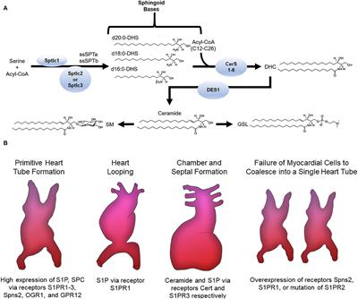 Sphingolipids in the Heart: From Cradle to Grave